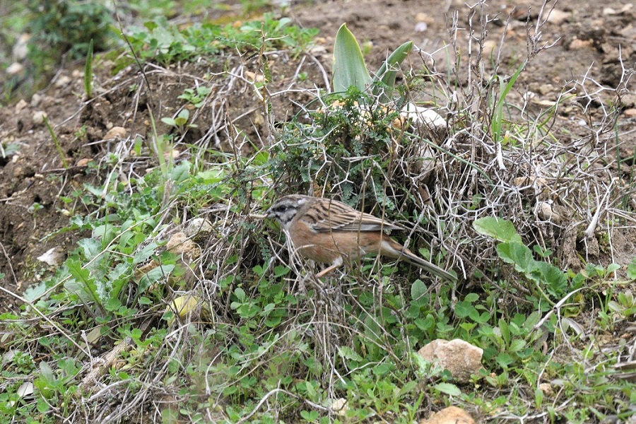 Rock Bunting